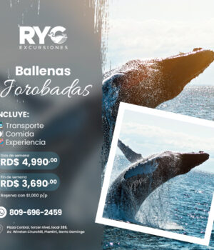 Avistamiento de Ballenas Jorobadas